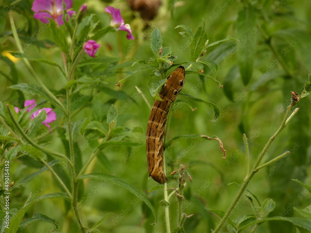 Elephant hawk moth (Deilephila elpenor) - fat larva with eye markings, Poland Elephant hawk moth (Deilephila elpenor) - fat larva with eye markings, Poland