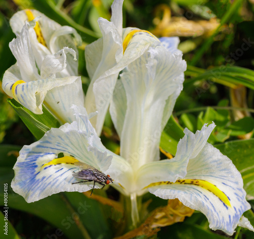 Close up of White bearded iris flower, with purple and yellow accent colors