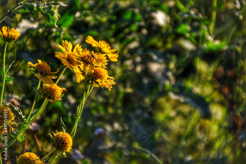 Closeup of Verbesina encelioides, names include golden crownbeard, gold weed, wild sunflower. photo