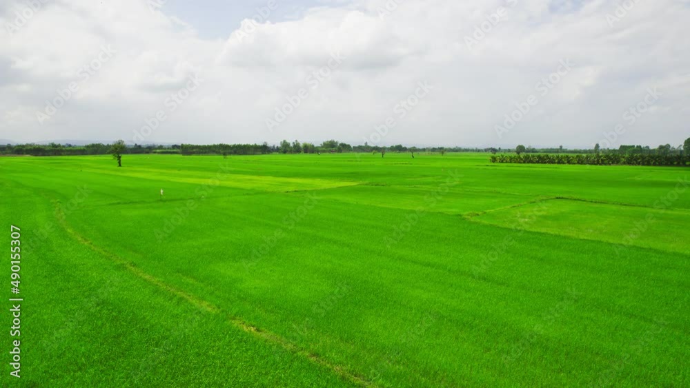 View over the early summer green fields or rice field from the air. View over the early summer green fields or rice field from the air.