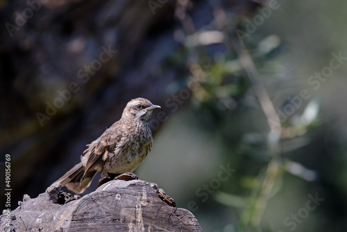 Long tailed Mockingbird (Mimus longicaudatus), perched on the edge of a log. photo