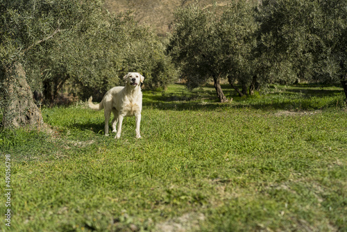 White dog on the green landscape field in Andalusia photo