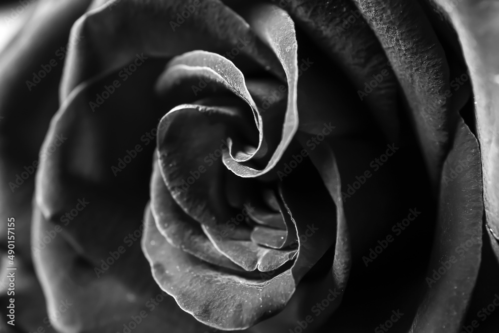 Fresh black rose, closeup view Stock Photo Adobe Stock