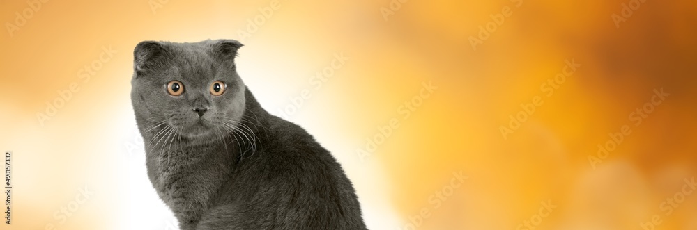 Hungry cat on a background. Banner of sales creative concept. Online shopping.