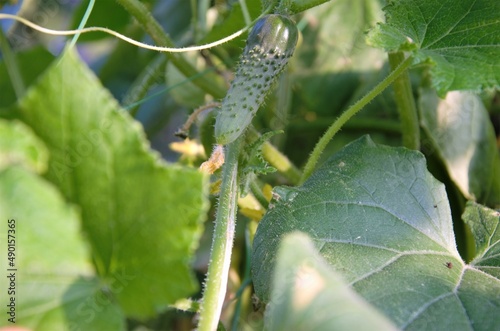 cucumber grows in a greenhouse among the leaves, close-up