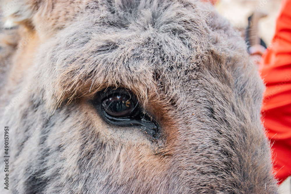 Obraz premium close up of a horse