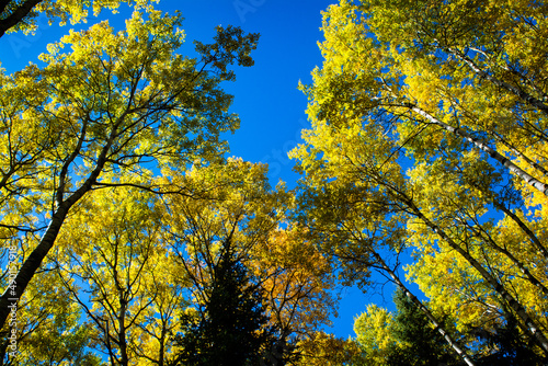 Looking up at orange and yellow birch trees in autumn 