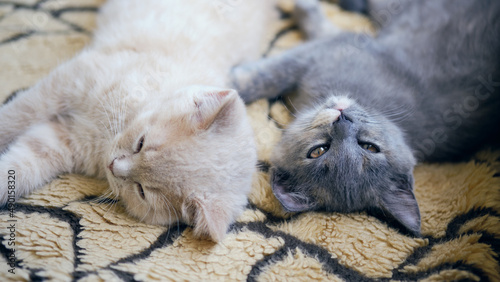 Photography Close-up shot of two tired cats napping on the bedcover