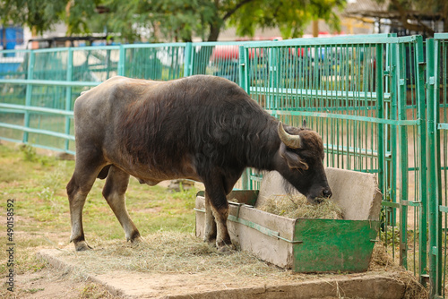 Big buffalo in zoological garden