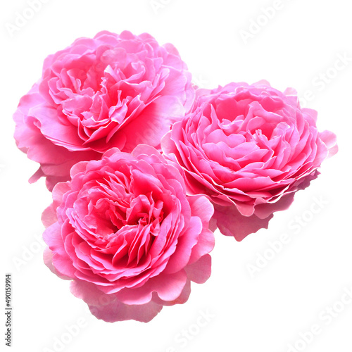Bouquet flower pink English rose of David Austin isolated on white background
