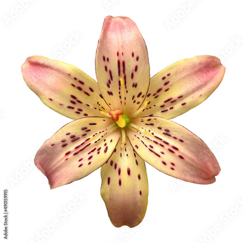 Spotted tiger lily yellow-pink isolated on white background. Macro, flower, flora