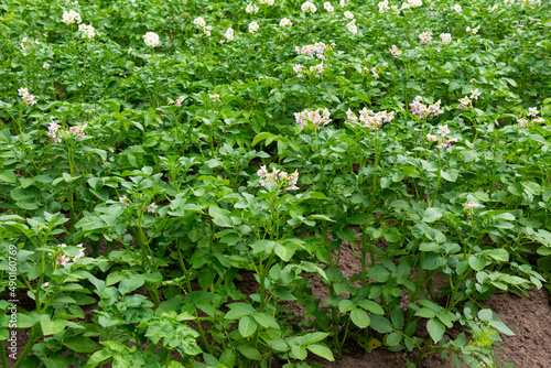 Fototapeta Naklejka Na Ścianę i Meble -  Farmer's field of blossoming potatoes. Selective focus.