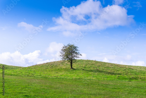 Photography Single tree on a hilly area in Phoenix Park in Dublin, Ireland