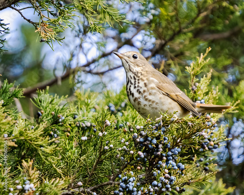 Fototapeta Hermit Thrush bird on a cedar tree, Dover Tennessee
