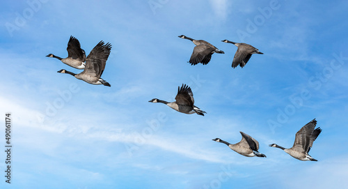 Flock of Canada geese flying in a cloudy sky photo