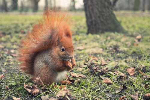 squirrel in the park © Francesca Emer