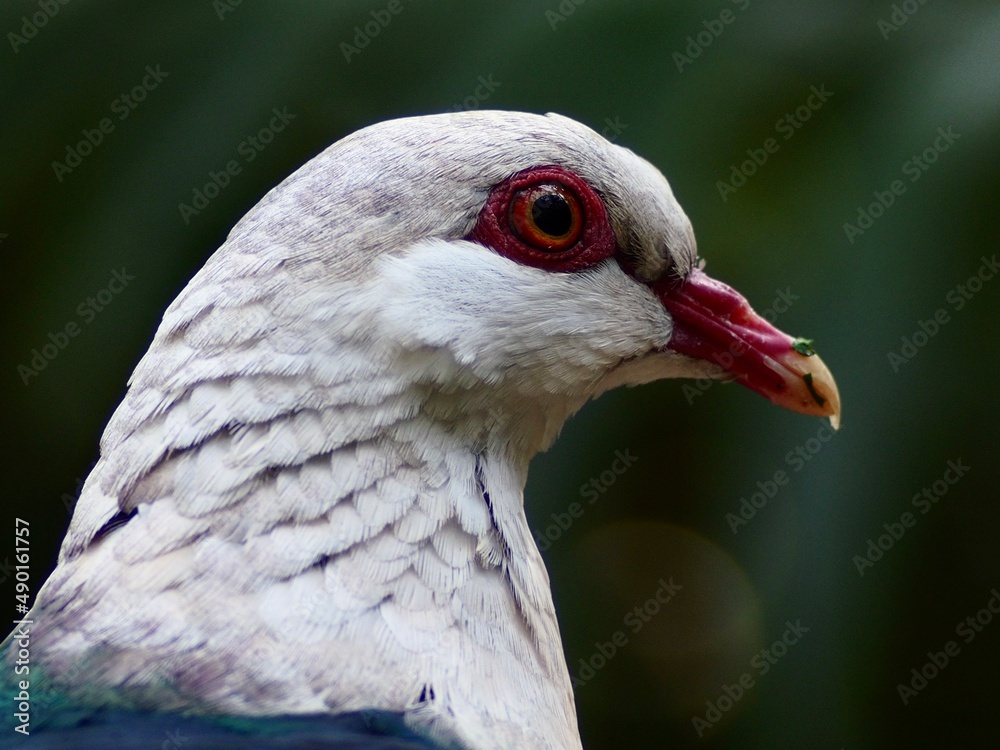 Obraz premium Grand impressive White-headed Pigeon in natural beauty.