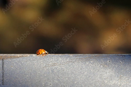 Ladybug on a metallic surface photo