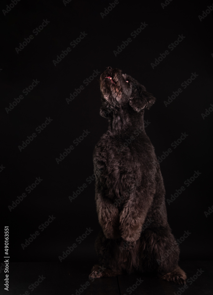 a black poodle stands on its hind legs on a black background a black poodle stands on its hind legs on a black background