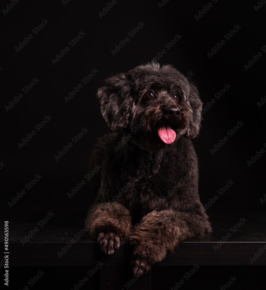 a black poodle lies on a black background and looks at the camera