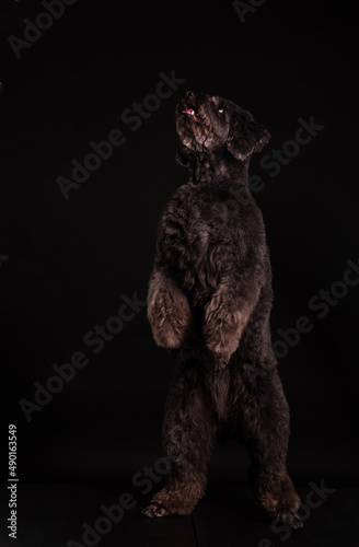 a black poodle stands on its hind legs on a black background © наталья лымаренко