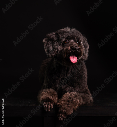 a black poodle lies on a black background and looks at the camera © наталья лымаренко