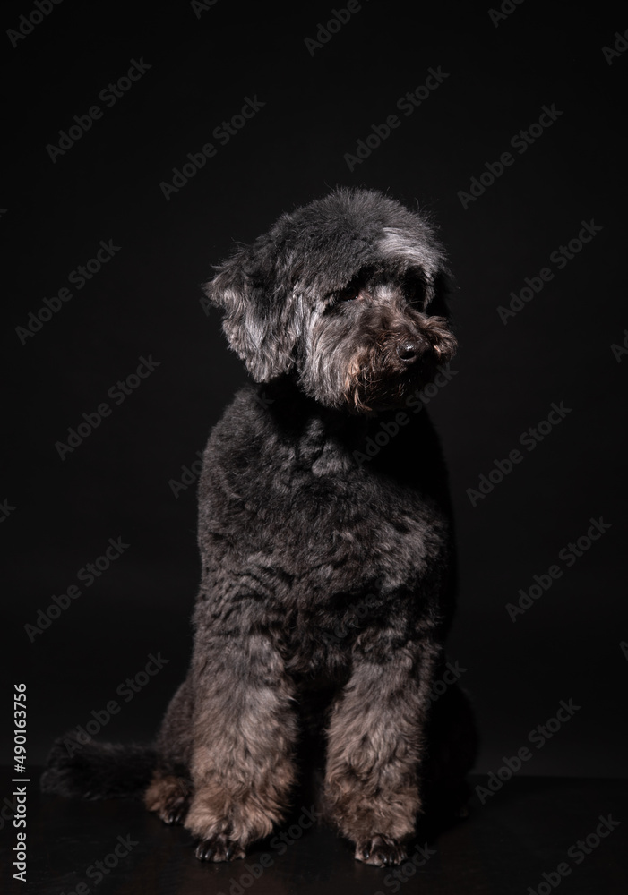 a black poodle sits on a black background. an old dog a black poodle sits on a black background. an old dog