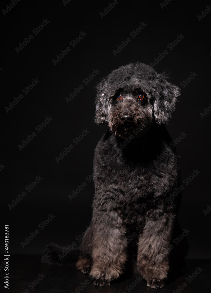 a black poodle sits on a black background. an old dog a black poodle sits on a black background. an old dog