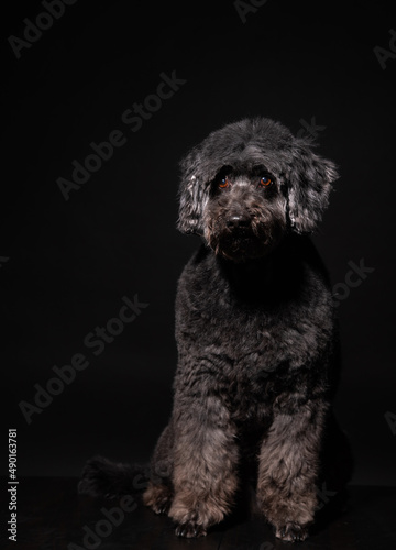 a black poodle sits on a black background. an old dog