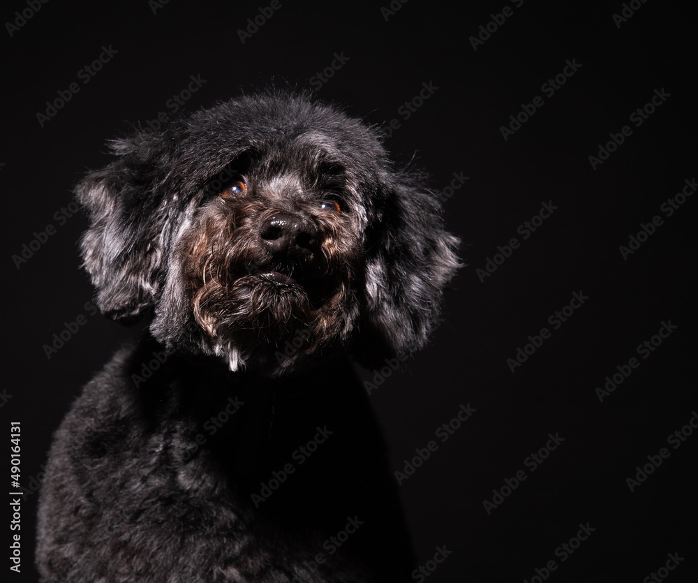 a large portrait of an old black dog on a black background. black poodle a large portrait of an old black dog on a black background. black poodle