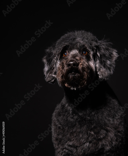 a large portrait of an old black dog on a black background. black poodle