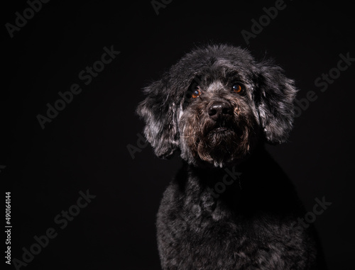 a large portrait of an old black dog on a black background. black poodle
