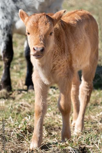 Close-up of a small brown zebu calf standing in a pasture in front of a zebu cow in the herd.