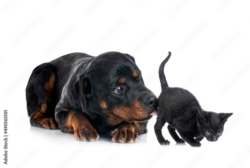 Fototapeta premium rottweiler and kitten in studio