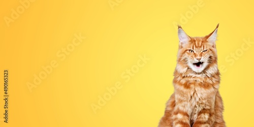 Hungry cat on a background. Banner of sales creative concept. Online shopping.