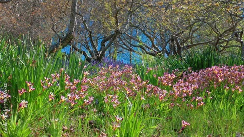 Wallpaper Mural Spring flowers blossom nature background. Beautiful garden landscape Torontodigital.ca