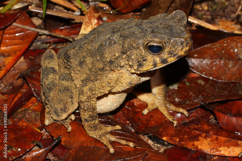 Obraz premium The Asian giant toad, river toad (Phrynoidis asper) in a natural habitat