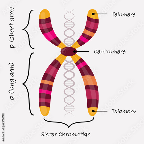 Diagram of autosome chromosome photo