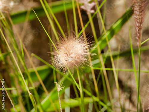 Closeup shot of Paardenbloem in the field photo