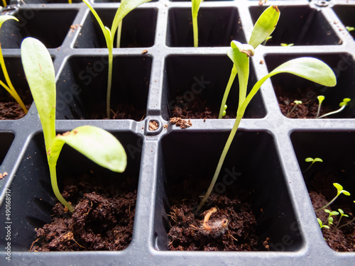 seedlings growing in a greenhouse