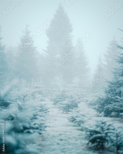 Vertical shot of big and small Christmas trees in a foggy weather photo