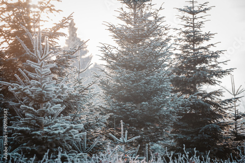 Closeup shot of Christmas trees on a light background photo