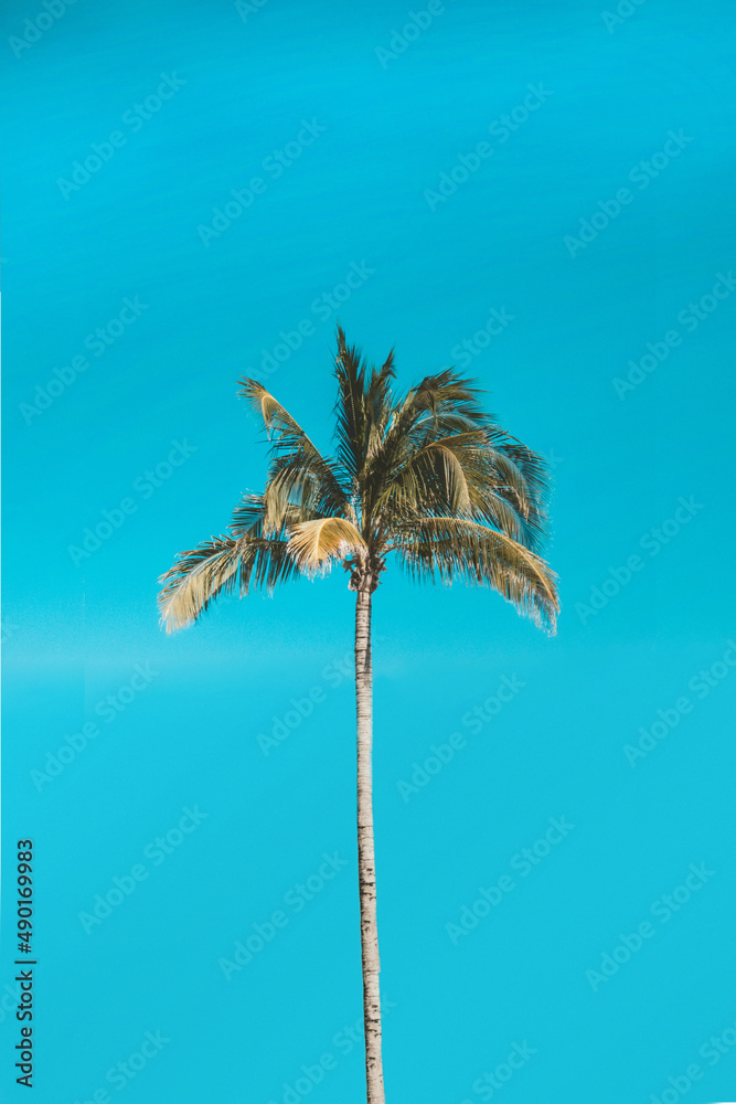 Isolated palm tree with an aqua background of the clear sky Stock Photo |  Adobe Stock