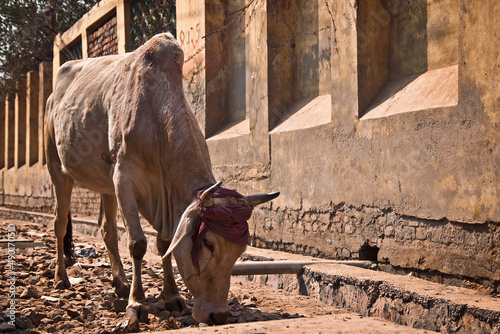 Canvas Print Closeup shot of a cow in the India