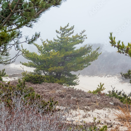 pine tree on the beach in the fog