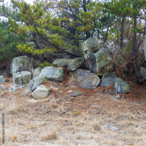 boulders in a pine tree by the beach with fog at Smiths Point Beach in the summer