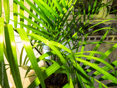 palm tree leaves