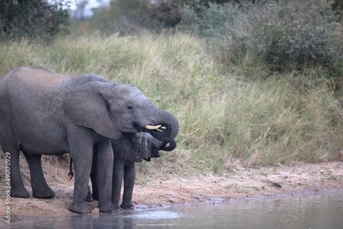 Closeup of a baby elephant in South Africa photo