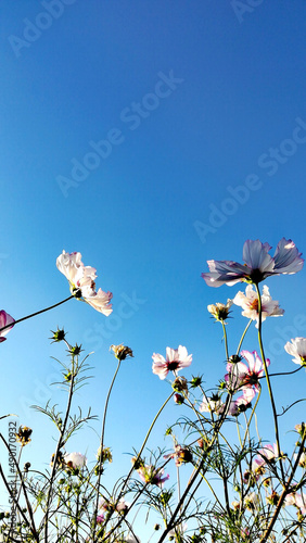 Fotografie Low angle shot of cosmos flowers under a pretty blue sky