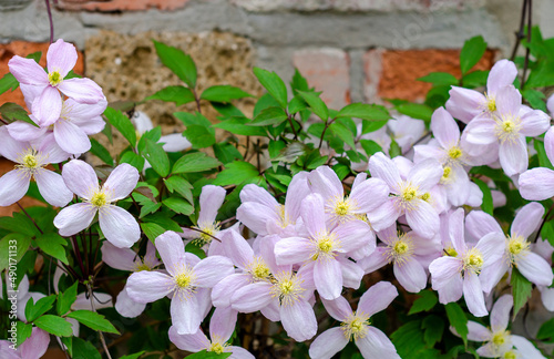 Clematis montana 